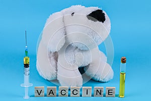 Teddy dog Ã¢â¬â¹Ã¢â¬â¹with vaccine. photo
